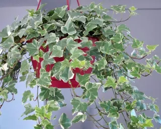 Ivy Plant