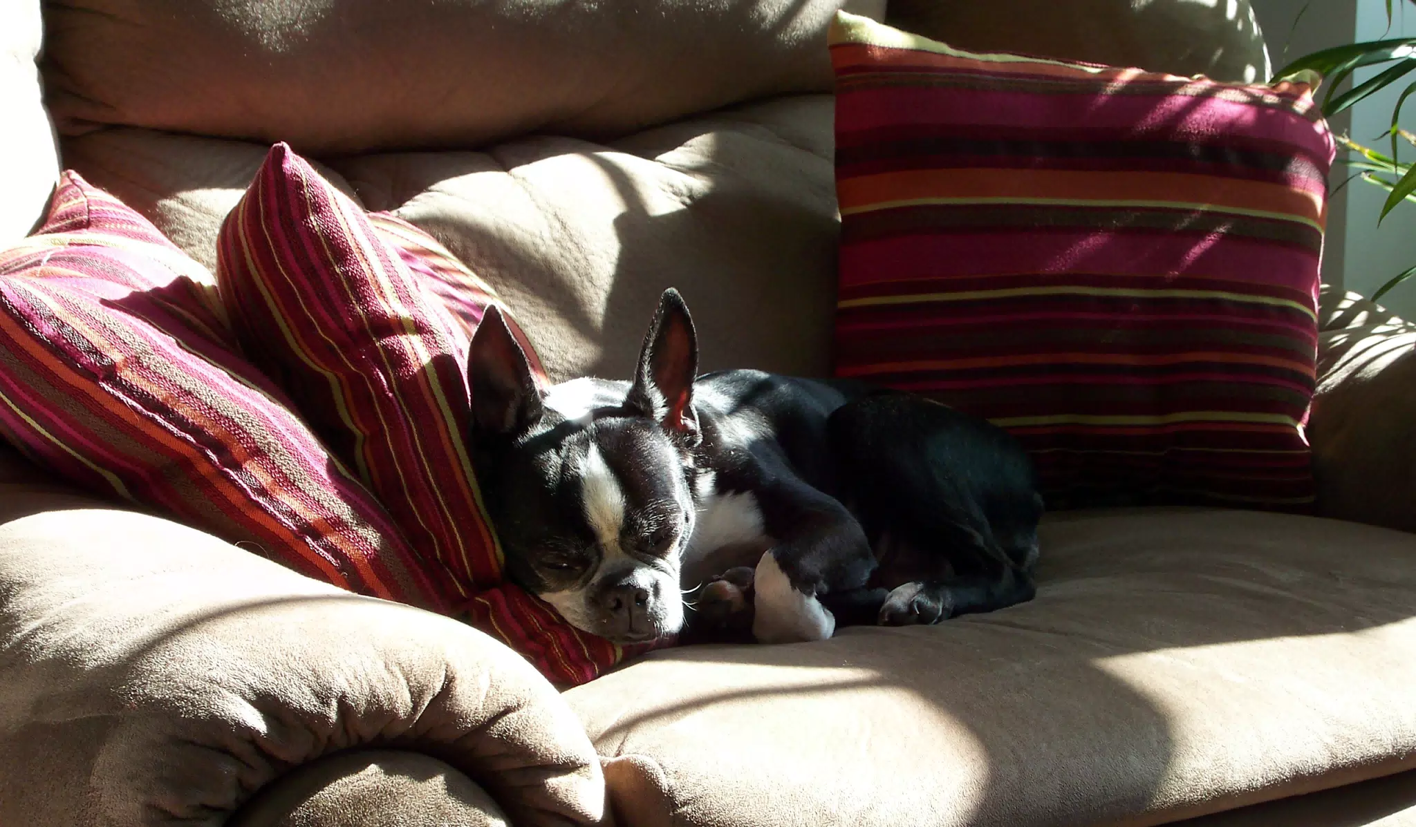 Oreo Sleeping on Recliner in Sunlight with Pillows