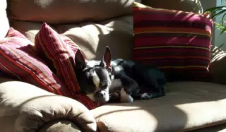 Oreo Sleeping on Recliner in Sunlight with Pillows