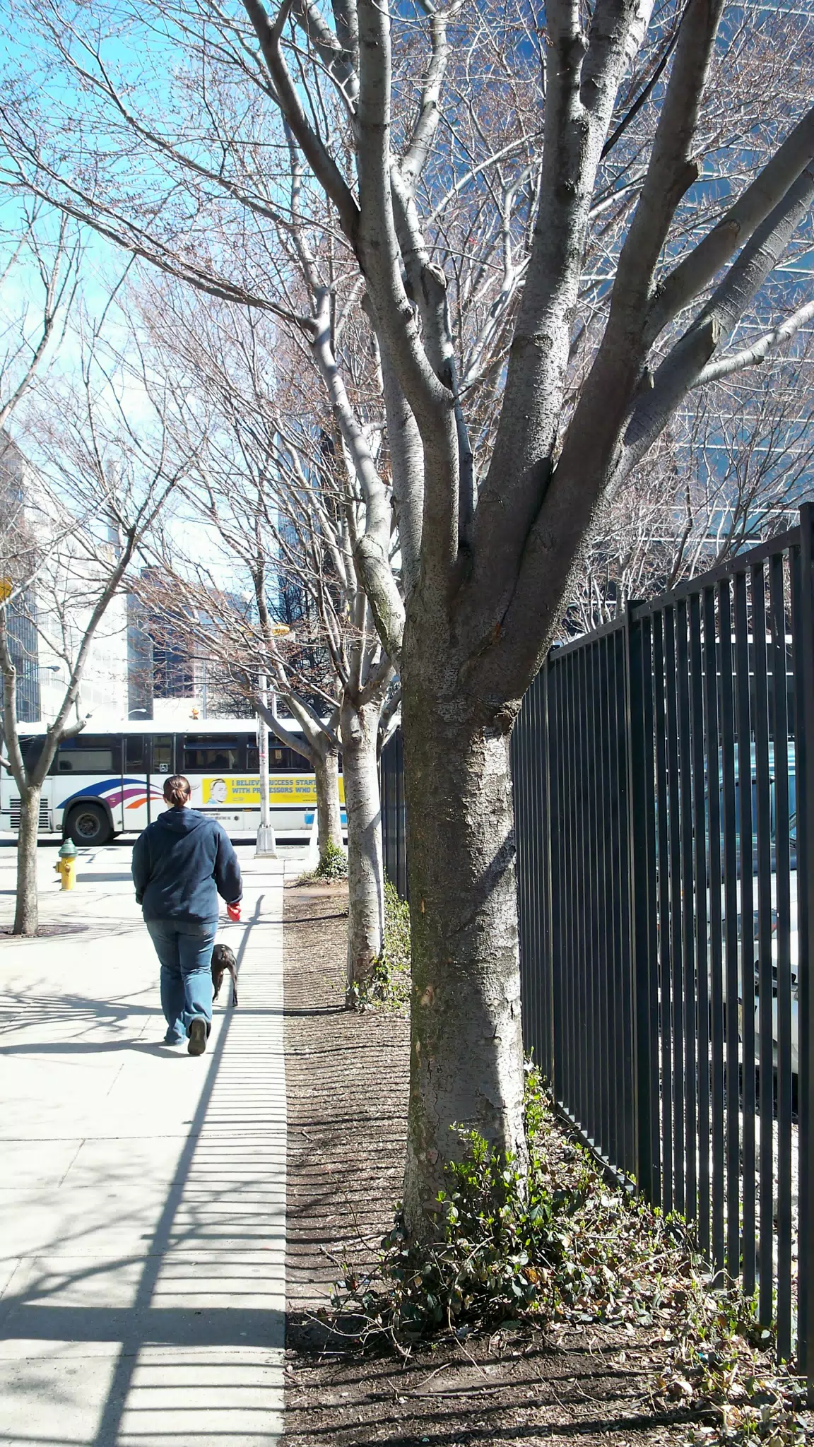 Dominica Walking Oreo on Commerce Street