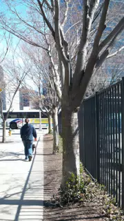 Dominica Walking Oreo on Commerce Street