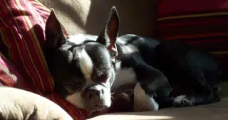 Oreo on Recliner with Pillow
