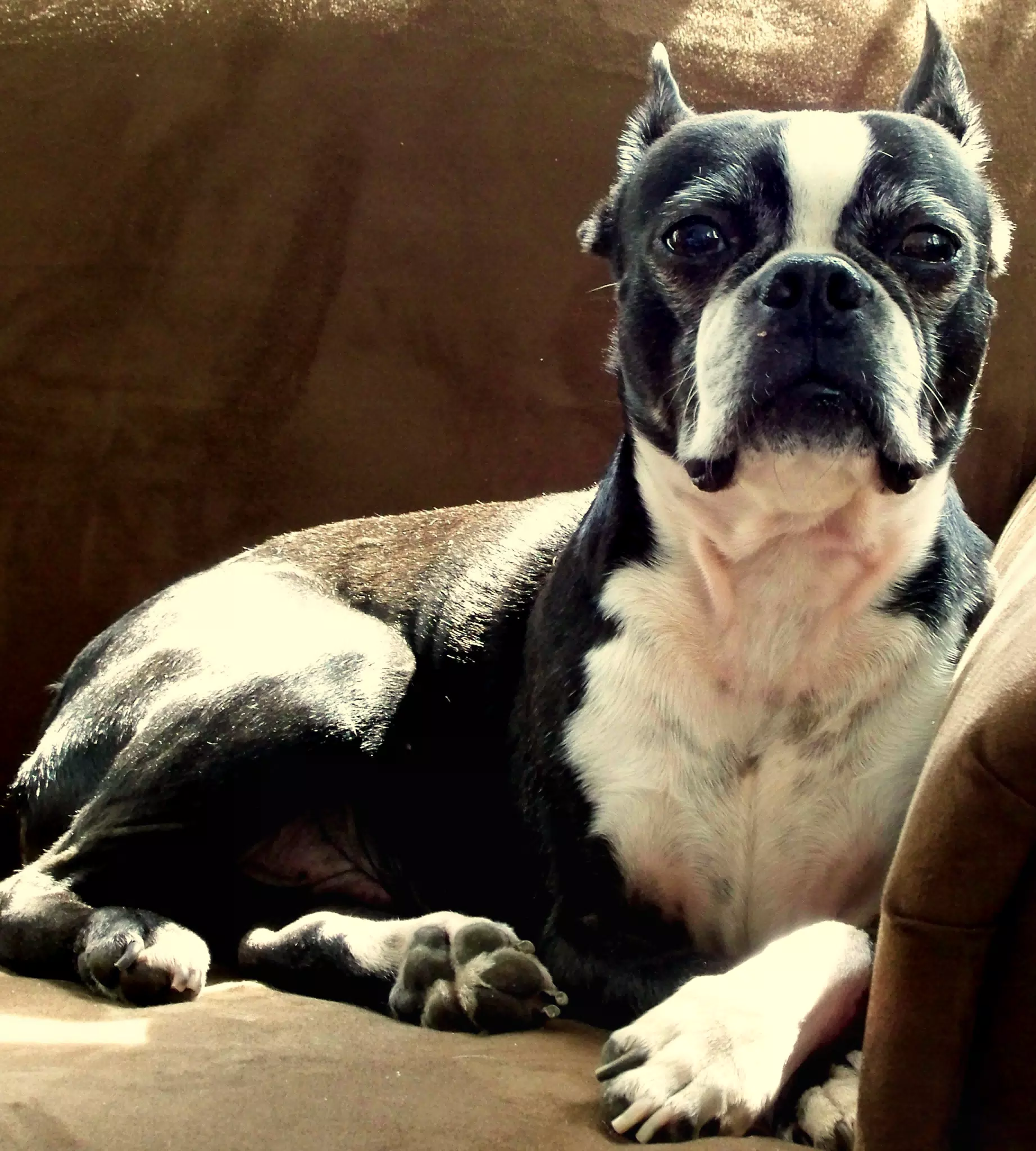 Oreo Alert on Loveseat