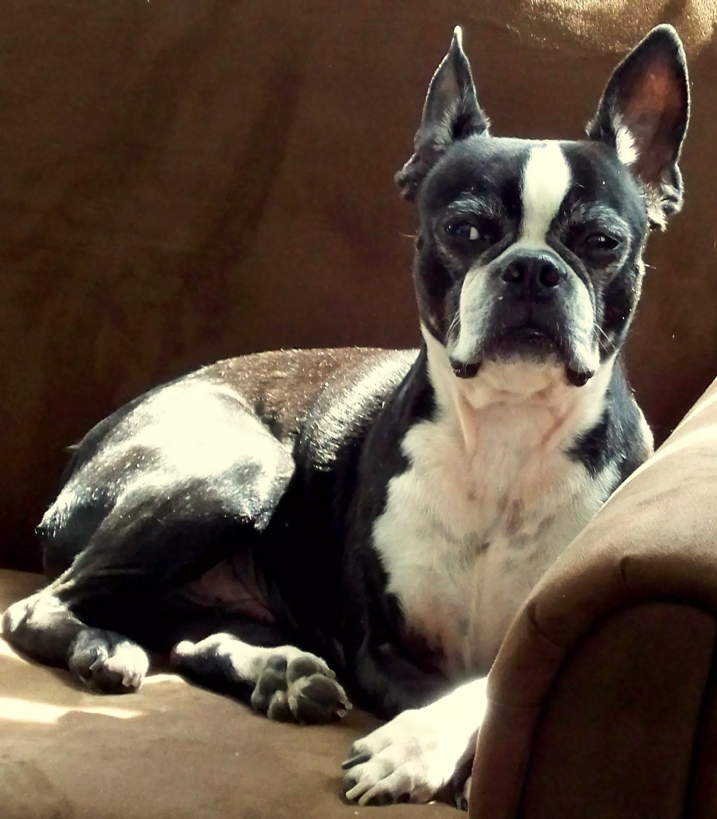 Oreo Suspicious