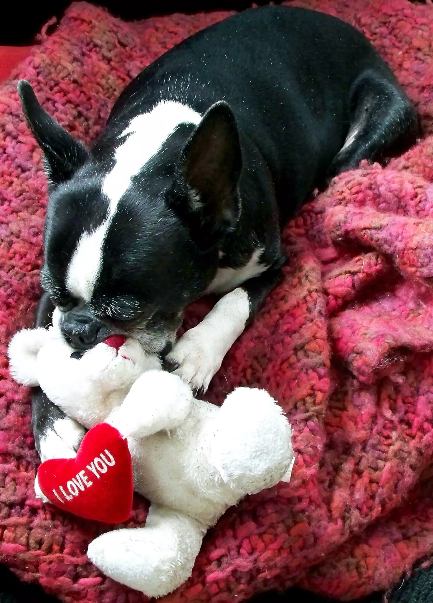 Oreo and his Valentine's Day Teddy Bear from his Mommy