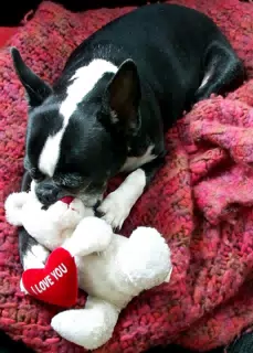 Oreo and his Valentine's Day Teddy Bear from his Mommy