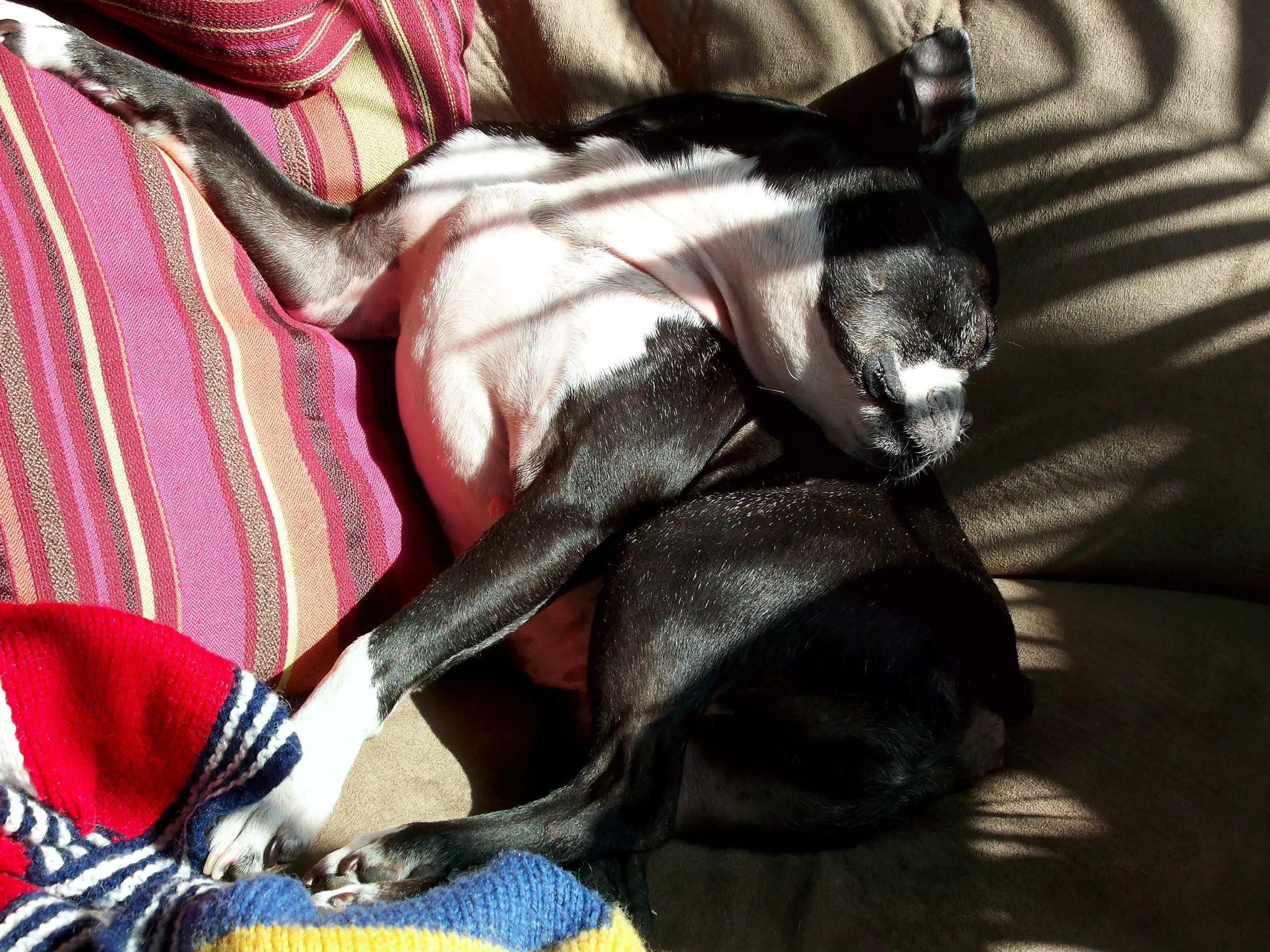 Oreo Fell Asleep with His Head Turned Around