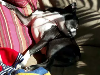 Oreo Fell Asleep with His Head Turned Around
