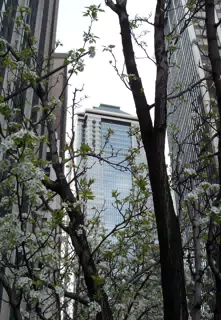 Deutsche Bank in Spring