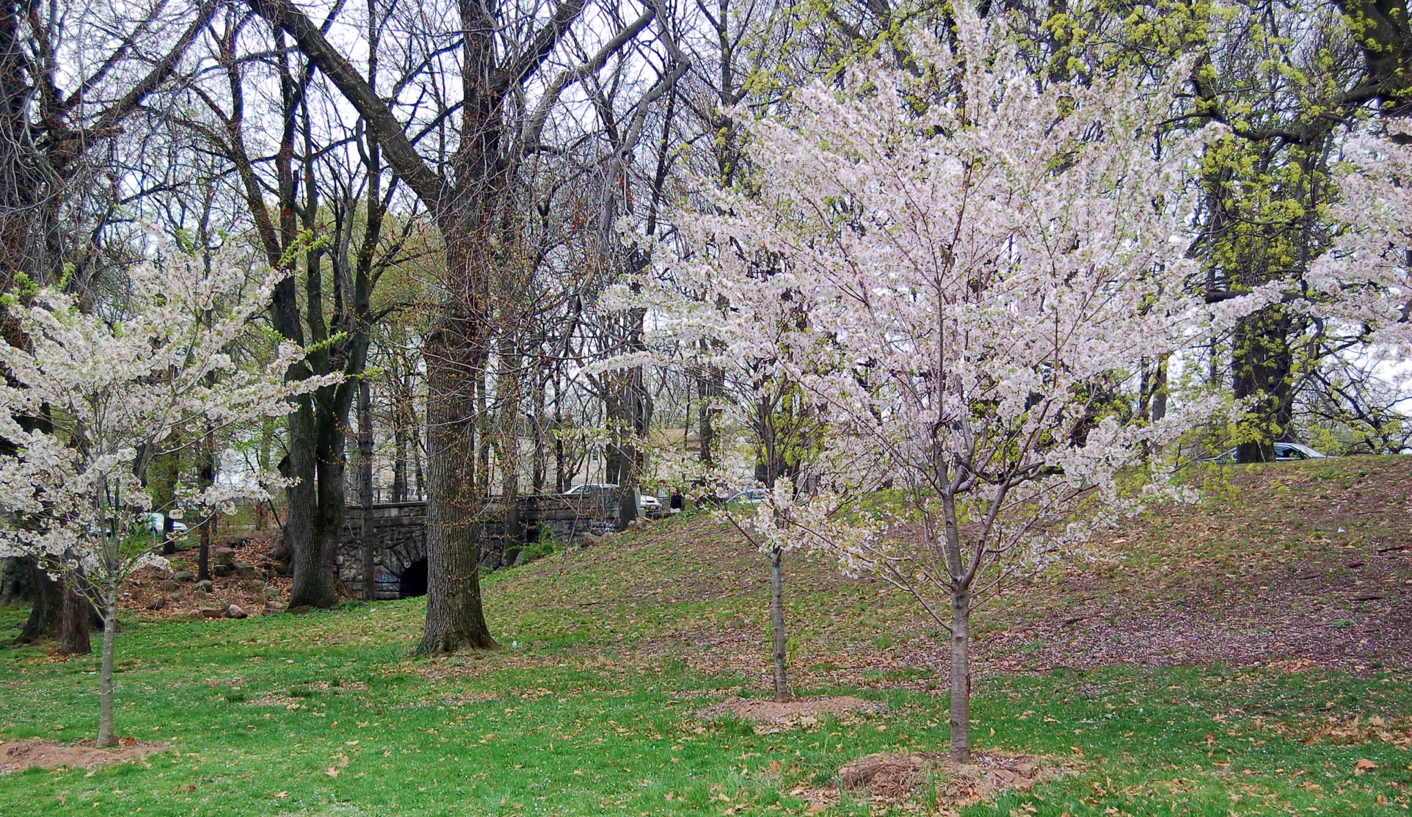 Cherry Blossoms and Road in Branch Brook Park