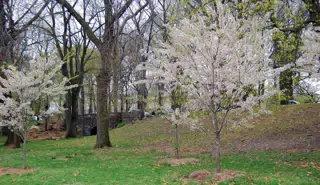 Cherry Blossoms and Road in Branch Brook Park