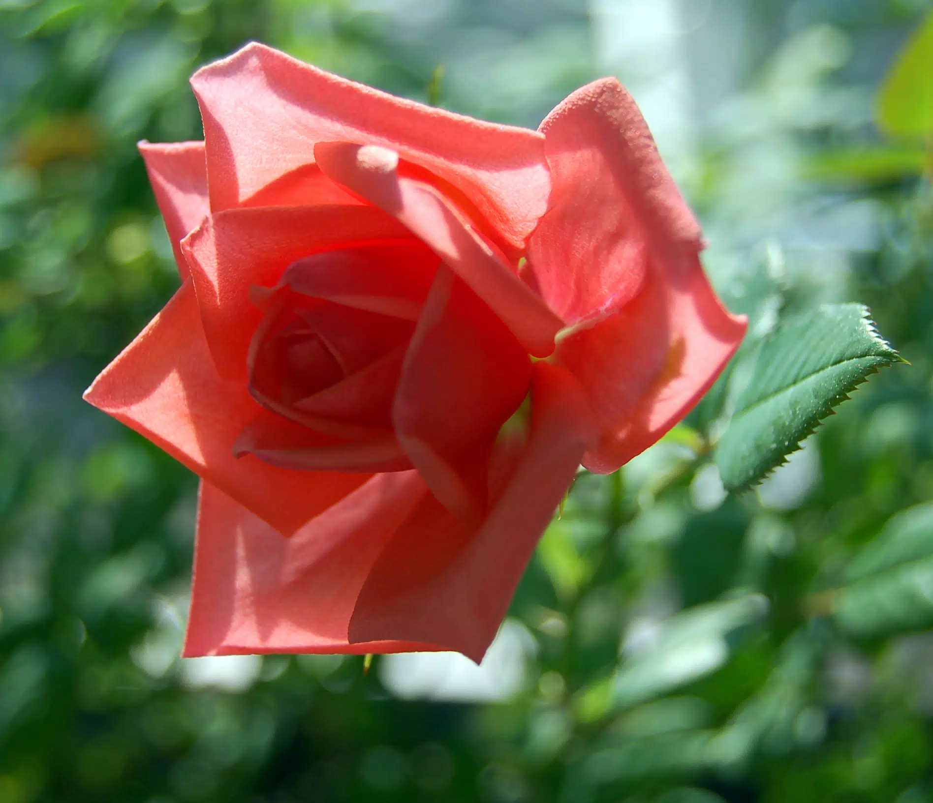 New Rose on the Rose Bush