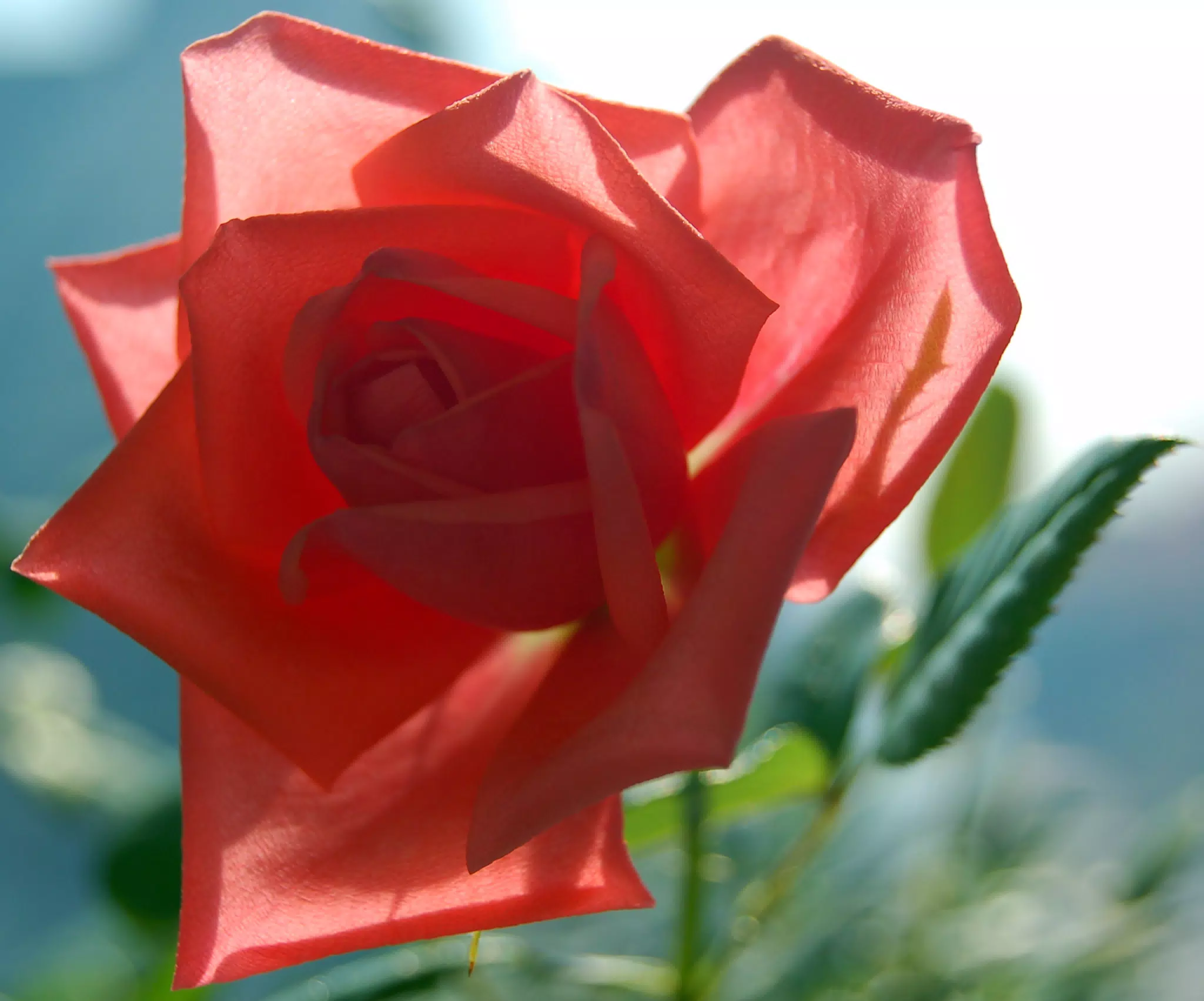 New Rose Bloom