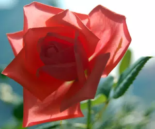 New Rose Bloom