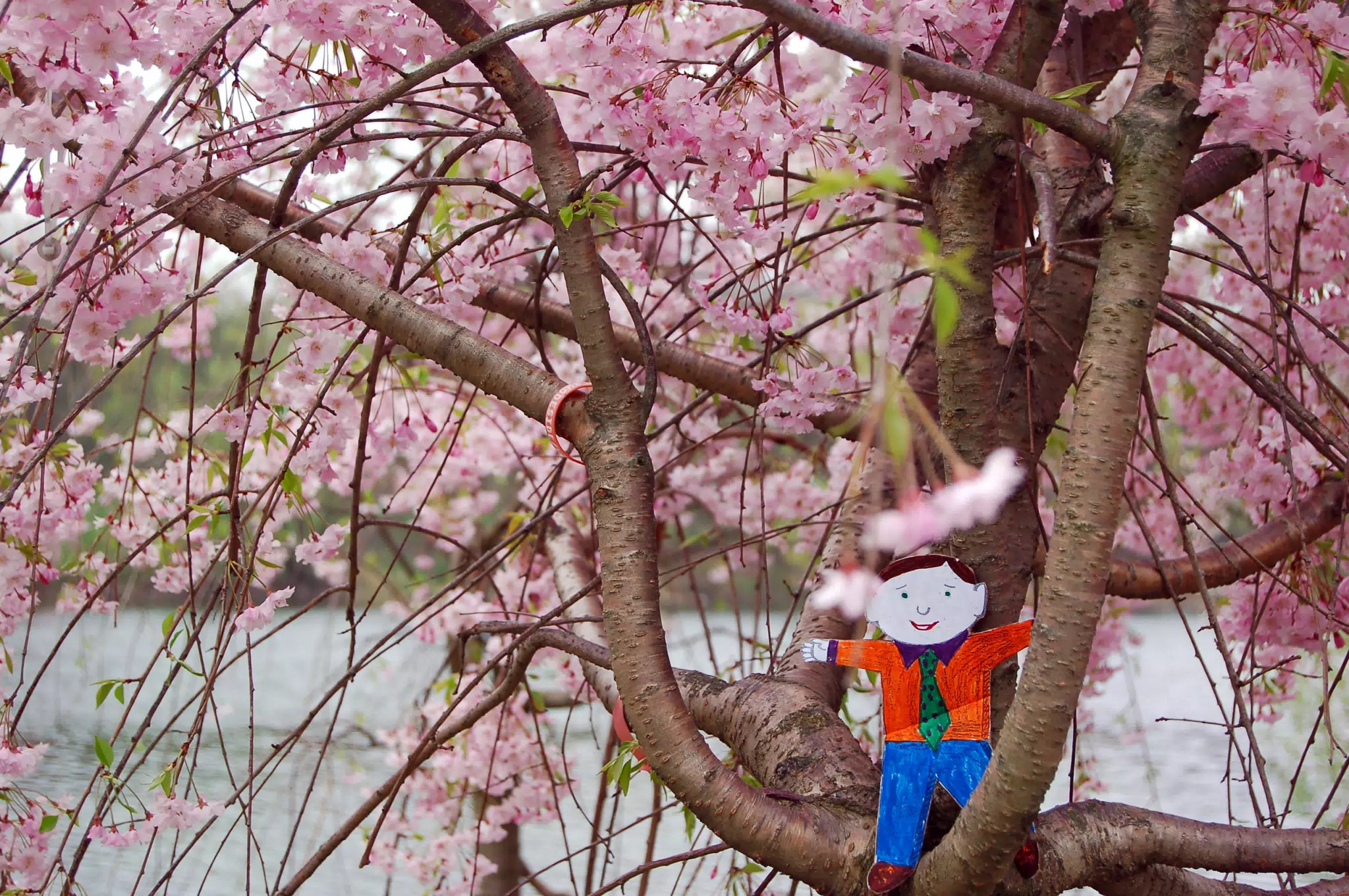 Flat Stanley in Cherry Tree