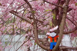 Flat Stanley in Cherry Tree