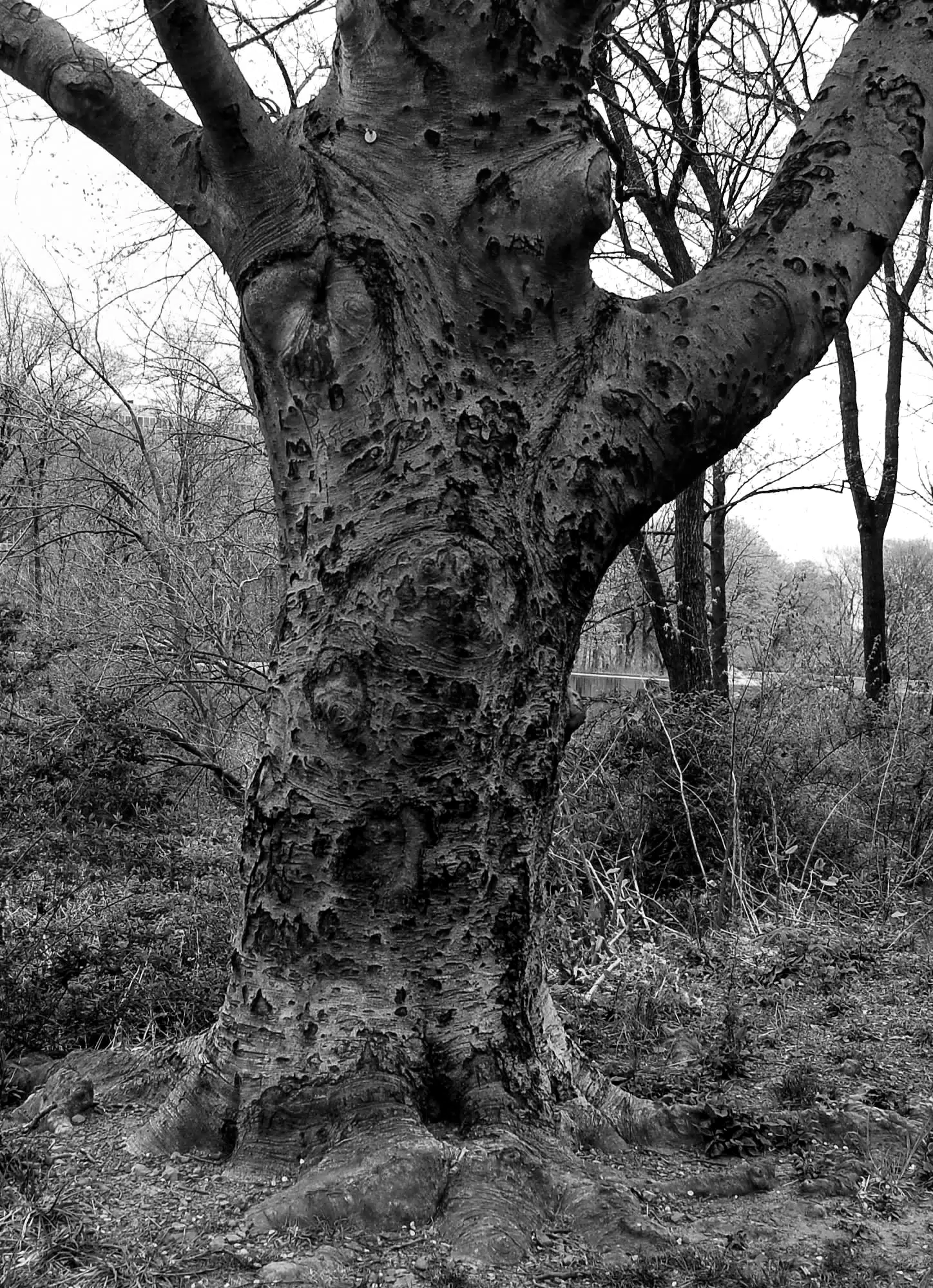 Tree in Branch Brook Park