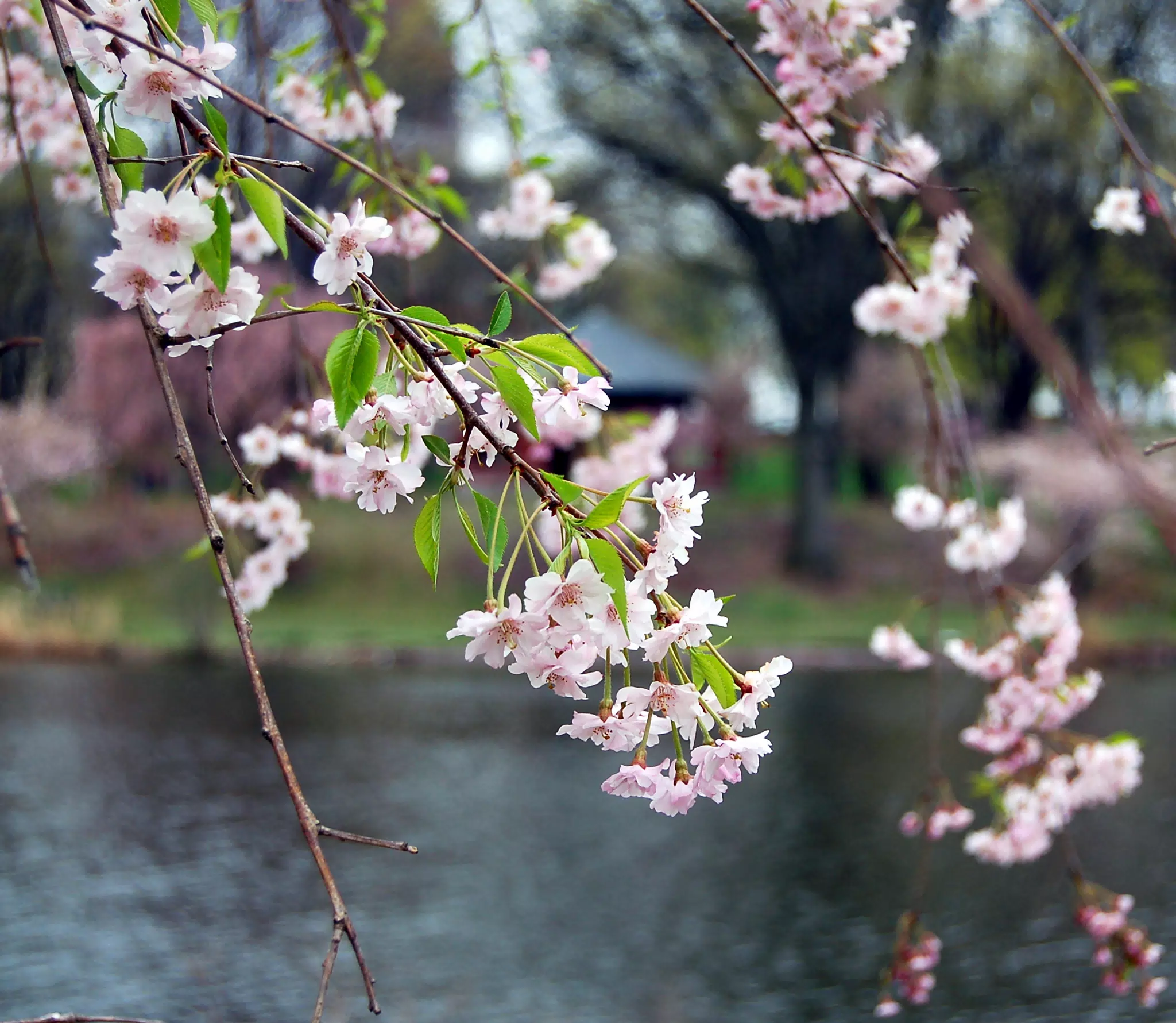 Cherry Blossoms