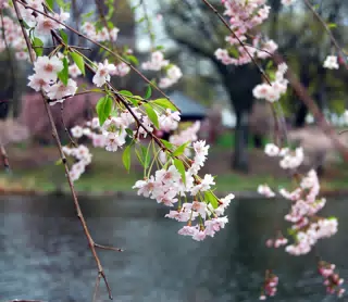 Cherry Blossoms