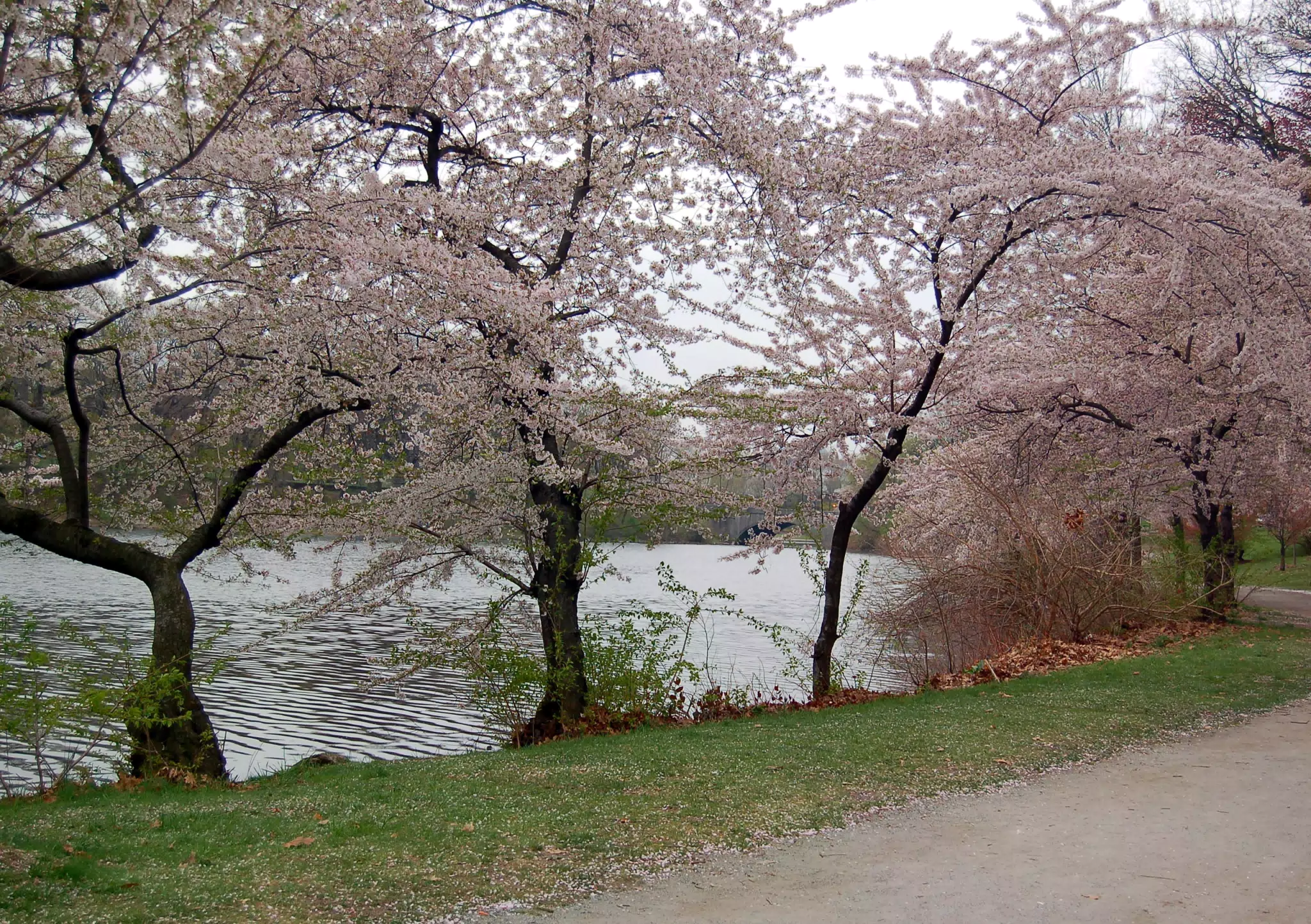 Cherry Blossoms