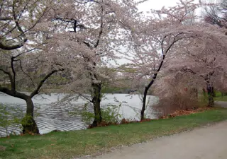 Cherry Blossoms