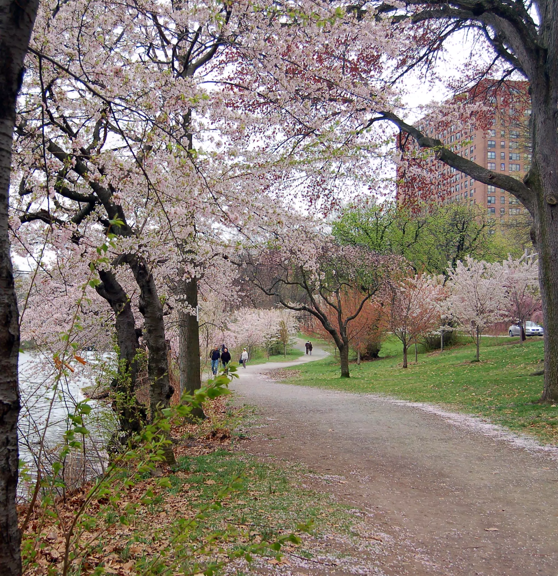 Cherry Blossoms