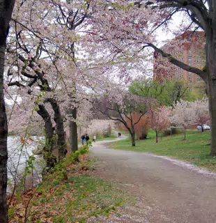 Cherry Blossoms
