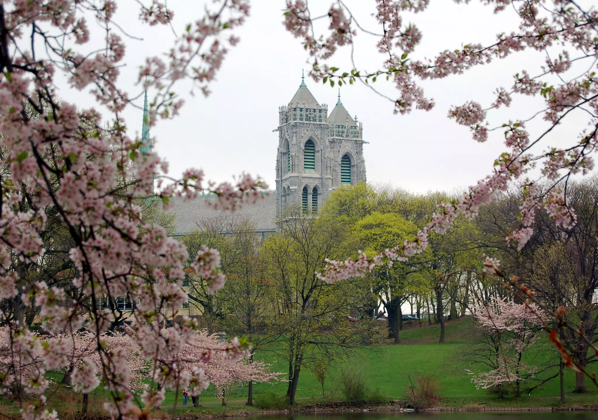Basilica and Cherry Blossoms