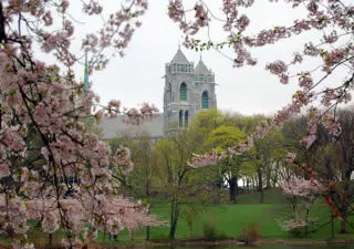 Basilica and Cherry Blossoms