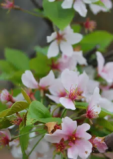 Cherry Blossoms