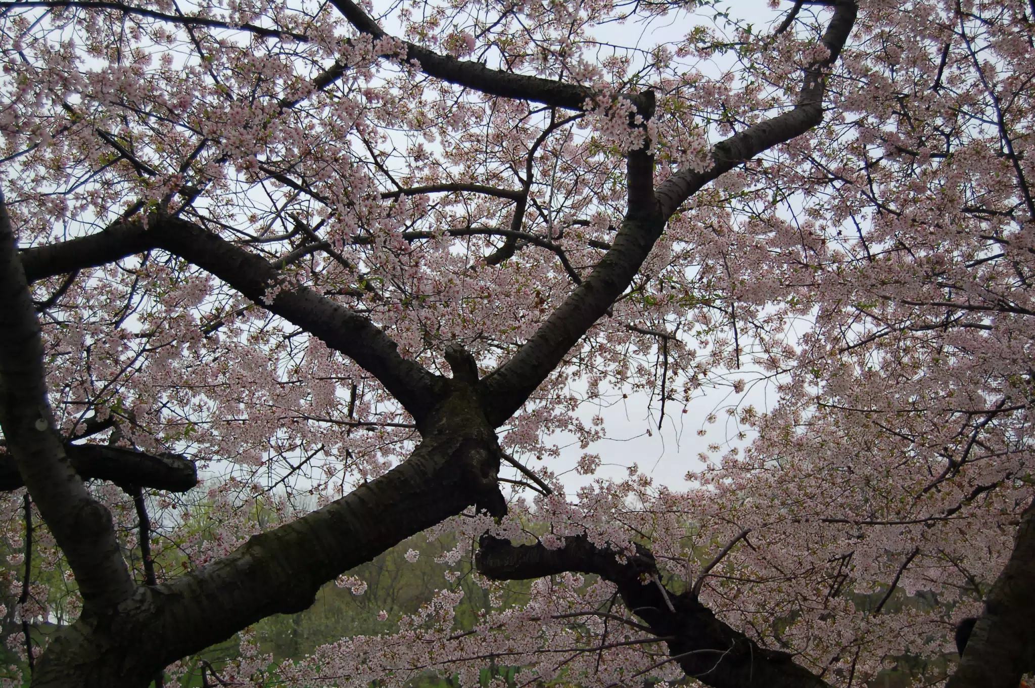 Cherry Blossoms