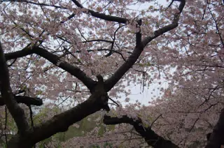 Cherry Blossoms