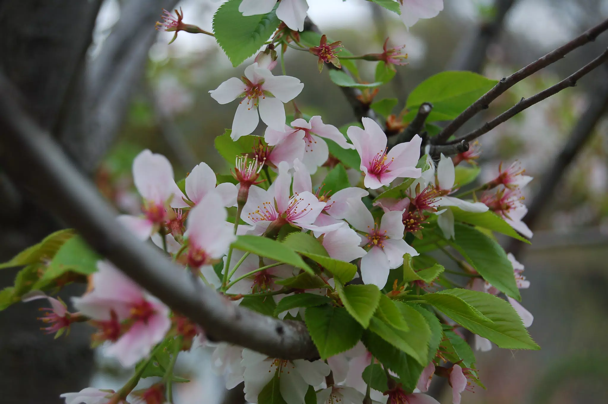Cherry Blossoms