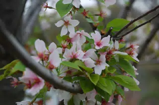 Cherry Blossoms