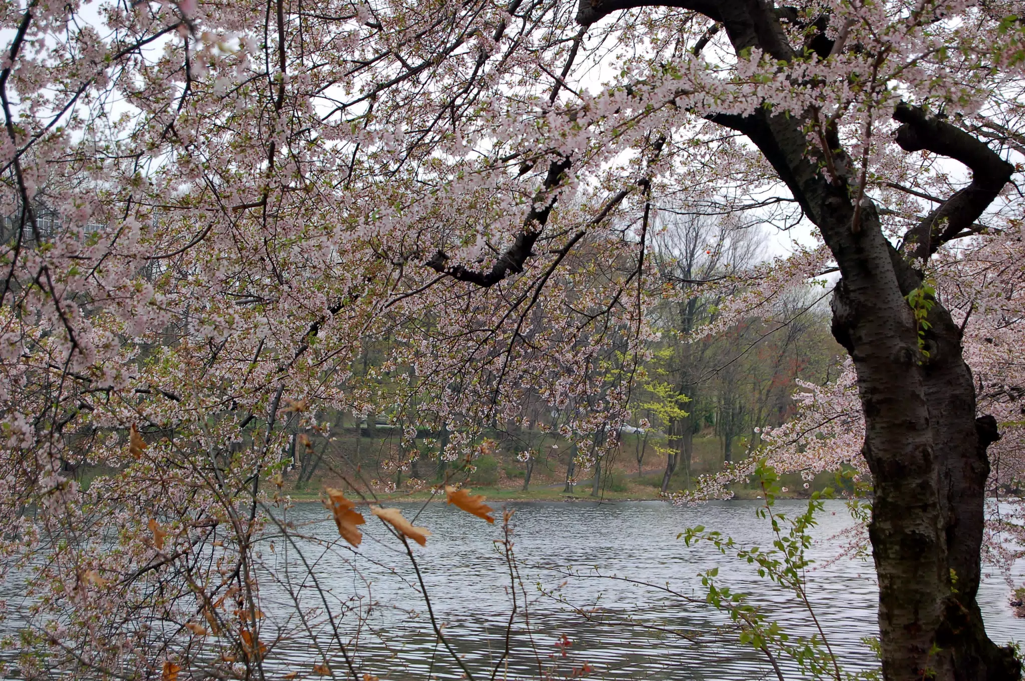 Cherry Blossoms