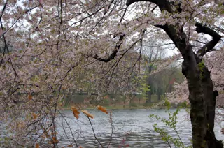 Cherry Blossoms