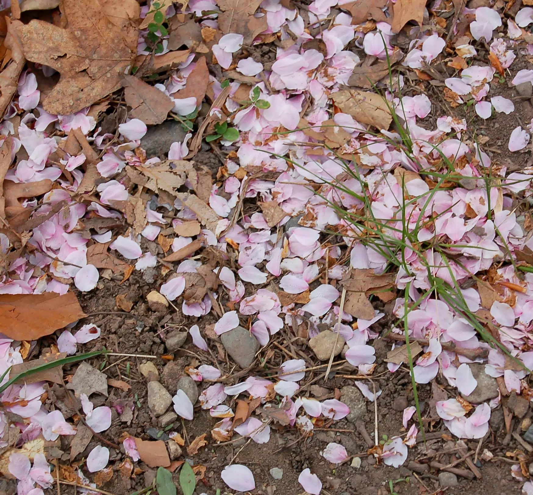 Cherry Blossoms on the Ground
