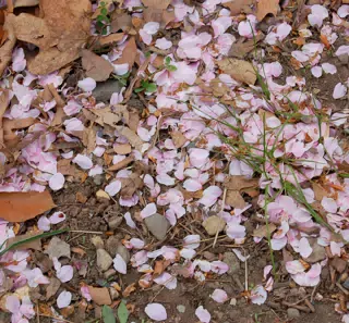 Cherry Blossoms on the Ground