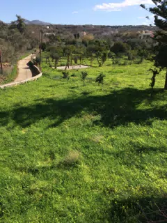 Field on Crete in Prines