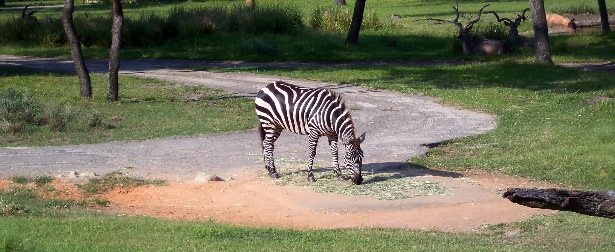 Zebra and Antelope at Animal Kingdom Lodge