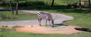 Zebra and Antelope at Animal Kingdom Lodge