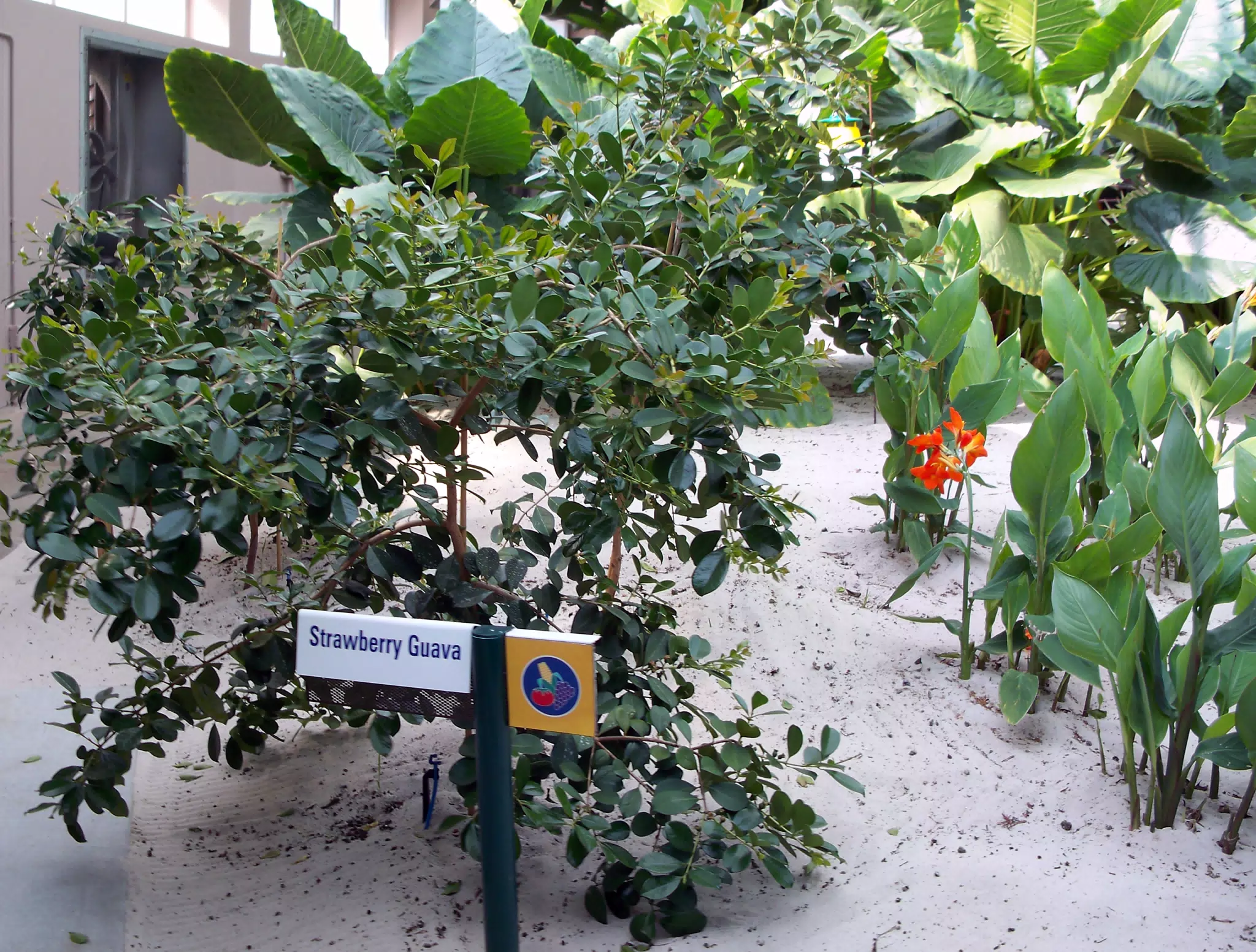 Strawberry Guava in Disneys The Land Greenhouse