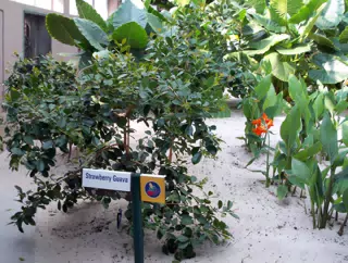 Strawberry Guava in Disneys The Land Greenhouse