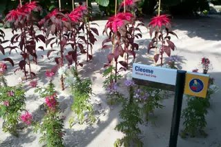Cleome in Disneys The Land Greenhouse