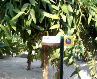 Vanilla in Disneys The Land Greenhouse