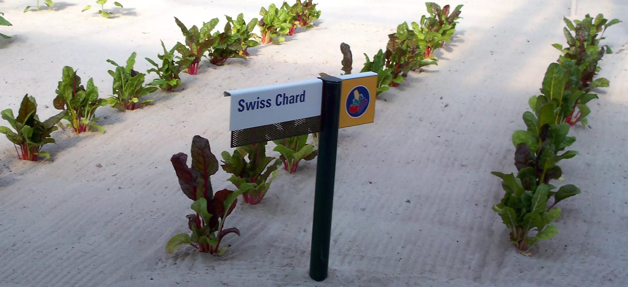 Swiss Chard in Disneys The Land Greenhouse