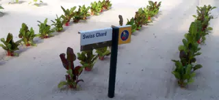 Swiss Chard in Disneys The Land Greenhouse