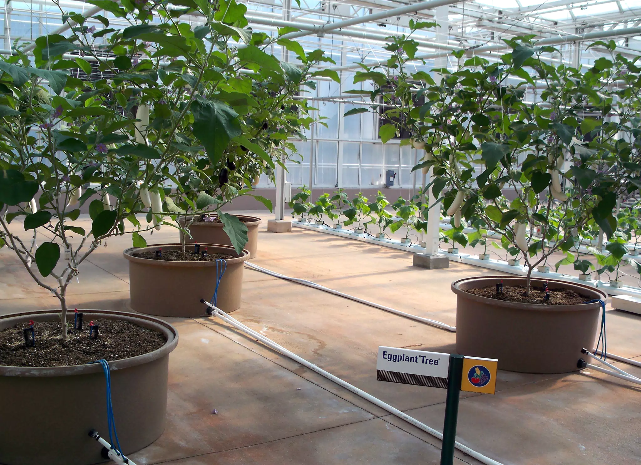 Eggplant Tree in Disneys The Land Greenhouse