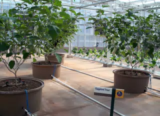 Eggplant Tree in Disneys The Land Greenhouse