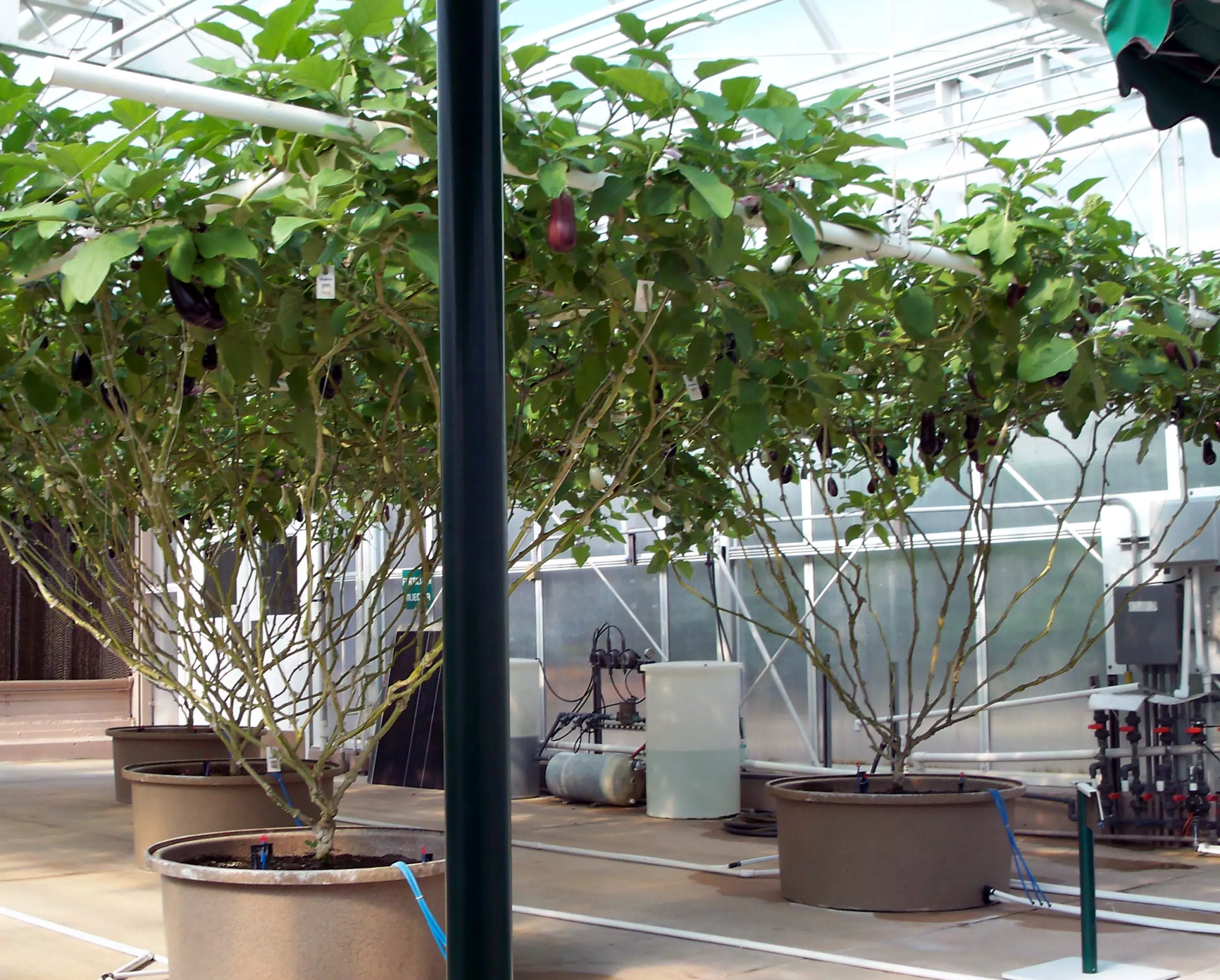 More Eggplant Trees in Disney's The Land Greenhouse